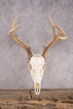 Whitetail Deer Skull SKU 3013