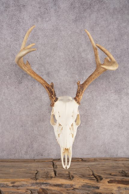Whitetail Deer Skull SKU 3013
