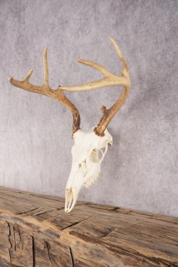 Whitetail Deer Skull SKU 3013 - Image 3