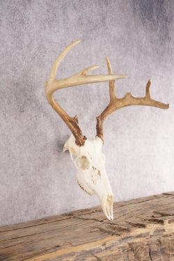 Whitetail Deer Skull SKU 3013 - Image 2