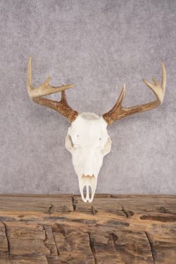 Whitetail Deer Skull SKU 3012