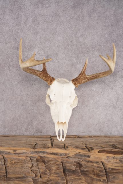 Whitetail Deer Skull SKU 3012