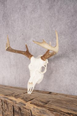 Whitetail Deer Skull SKU 3012 - Image 3
