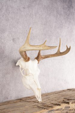 Whitetail Deer Skull SKU 3012 - Image 2
