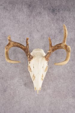 Whitetail Deer Skull SKU 3011