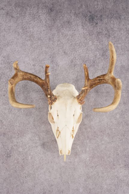 Whitetail Deer Skull SKU 3011