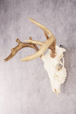 Whitetail Deer Skull SKU 3011 - Image 3