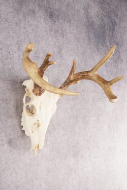 Whitetail Deer Skull SKU 3011 - Image 2