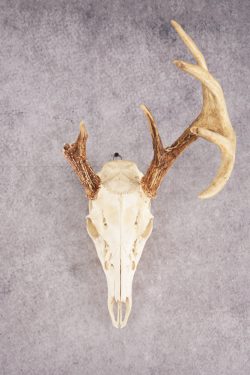 Whitetail Deer Skull SKU 3010