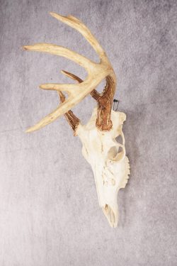 Whitetail Deer Skull SKU 3010 - Image 3