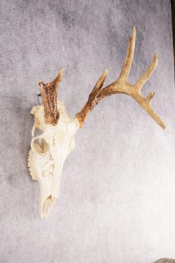 Whitetail Deer Skull SKU 3010 - Image 2