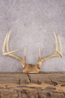 Whitetail Deer Skull Cap SKU 3008