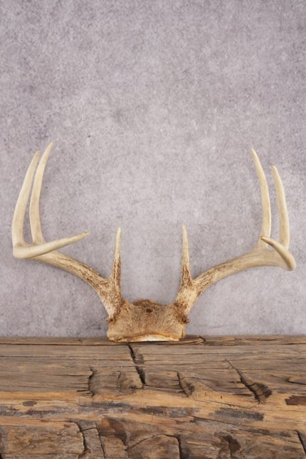 Whitetail Deer Skull Cap SKU 3008