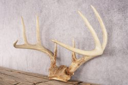 Whitetail Deer Skull Cap SKU 3008 - Image 3