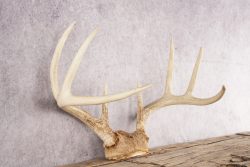 Whitetail Deer Skull Cap SKU 3008 - Image 2