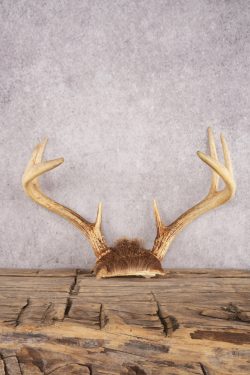 Whitetail Deer Skull Cap SKU 3007