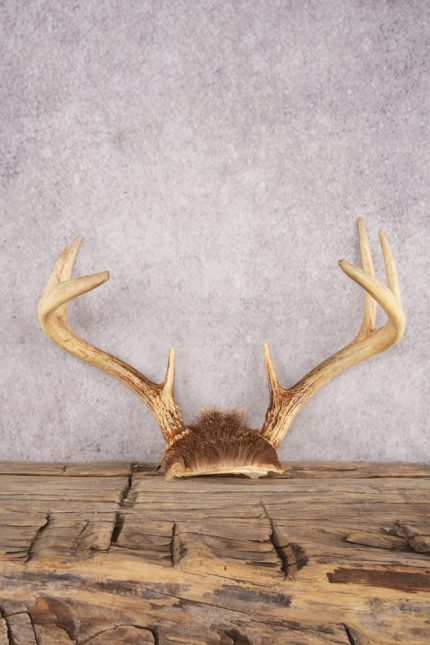 Whitetail Deer Skull Cap SKU 3007