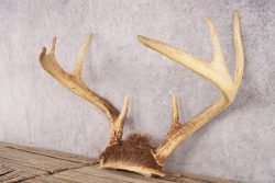 Whitetail Deer Skull Cap SKU 3007 - Image 3