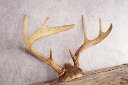 Whitetail Deer Skull Cap SKU 3007 - Image 2