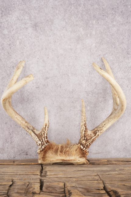 Whitetail Deer Skull Cap SKU 3006