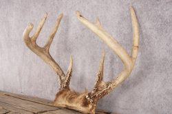 Whitetail Deer Skull Cap SKU 3006 - Image 3