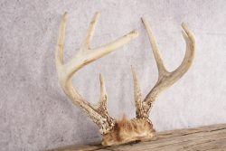 Whitetail Deer Skull Cap SKU 3006 - Image 2