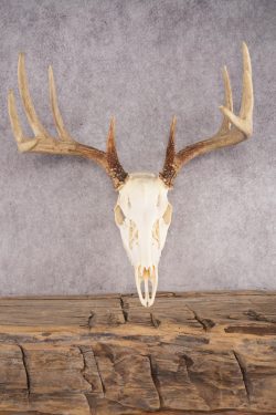 10 Point Whitetail Deer Skull SKU 3015