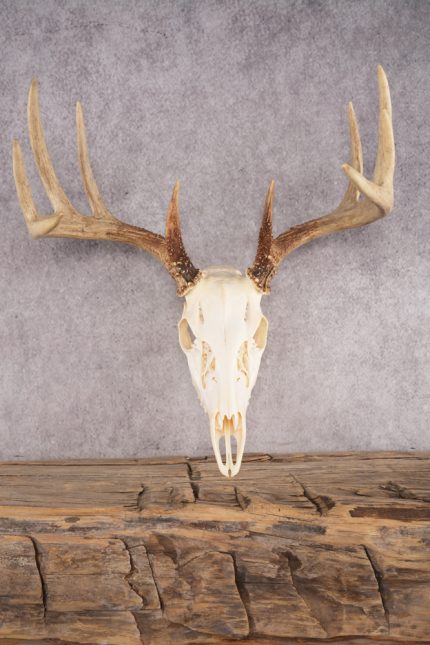 10 Point Whitetail Deer Skull SKU 3015