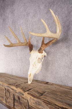 10 Point Whitetail Deer Skull SKU 3015 - Image 5