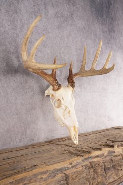 10 Point Whitetail Deer Skull SKU 3015 - Image 4