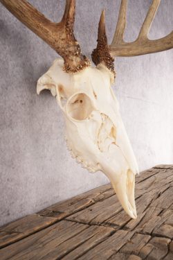 10 Point Whitetail Deer Skull SKU 3015 - Image 3