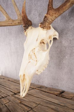 10 Point Whitetail Deer Skull SKU 3015 - Image 2