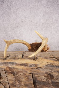 4 Point Whitetail Deer Skull Cap SKU 3004 - Image 4