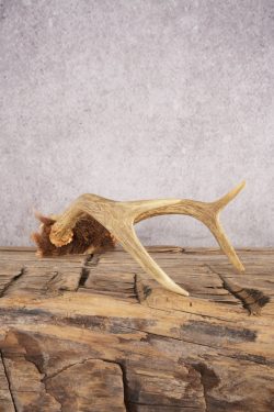 4 Point Whitetail Deer Skull Cap SKU 3004 - Image 3