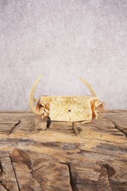 4 Point Whitetail Deer Skull Cap SKU 3004 - Image 2