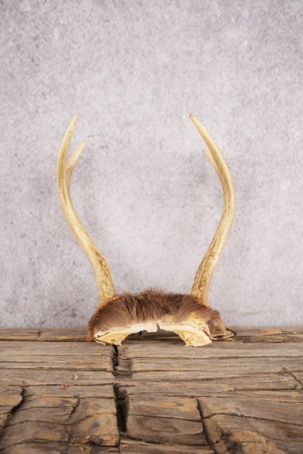 4 Point Whitetail Deer Skull Cap SKU 3004