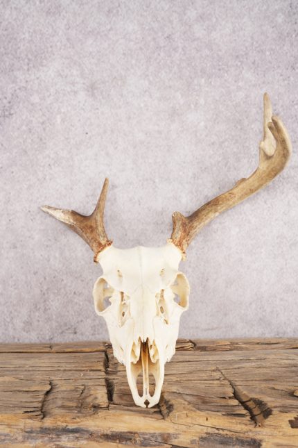 Whitetail Deer Skull SKU 3001