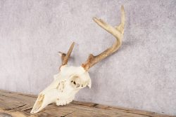 Whitetail Deer Skull SKU 3001 - Image 3