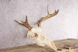Whitetail Deer Skull SKU 3001 - Image 2