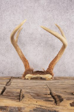 5 Point Whitetail Deer Skull Cap SKU 3002