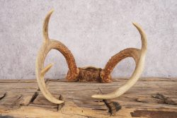 5 Point Whitetail Deer Skull Cap SKU 3002 - Image 3