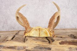 5 Point Whitetail Deer Skull Cap SKU 3002 - Image 2