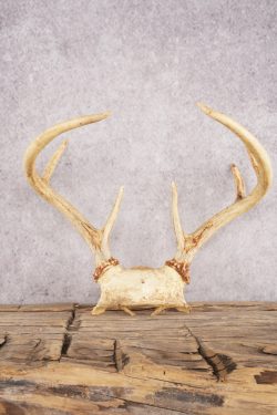 8 Point Whitetail Deer Skull Cap SKU 3005