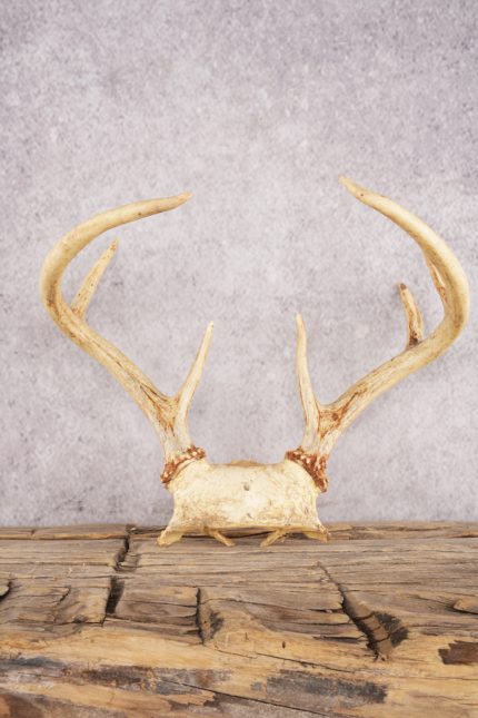 8 Point Whitetail Deer Skull Cap SKU 3005