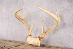 8 Point Whitetail Deer Skull Cap SKU 3005 - Image 3