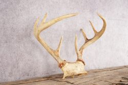 8 Point Whitetail Deer Skull Cap SKU 3005 - Image 2