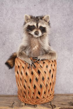 Raccoon in a Basket SKU 3096