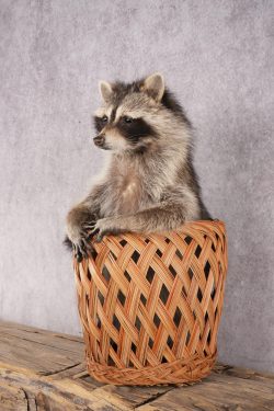 Raccoon in a Basket SKU 3096 - Image 4