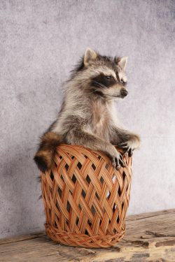 Raccoon in a Basket SKU 3096 - Image 3