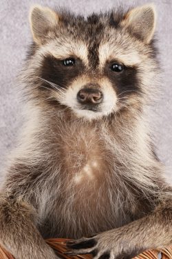 Raccoon in a Basket SKU 3096 - Image 5